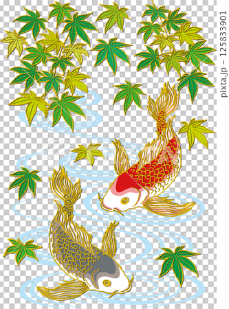 新緑のモミジと鯉二匹_水面あり_黒い鯉下向き_赤い鯉下向き_ヒレ華やか 125833901