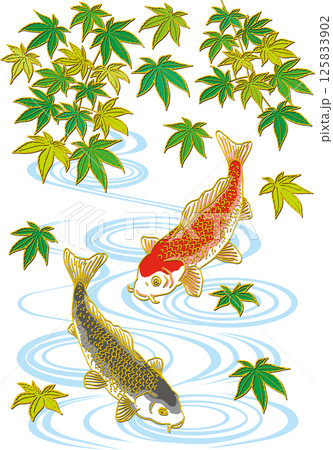 新緑のモミジと鯉二匹_水面あり_黒い鯉下向き_赤い鯉下向き 125833902