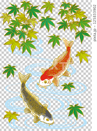 Fresh green maple tree and two carp_Water surface_Black carp facing down_Red carp facing down 125833902