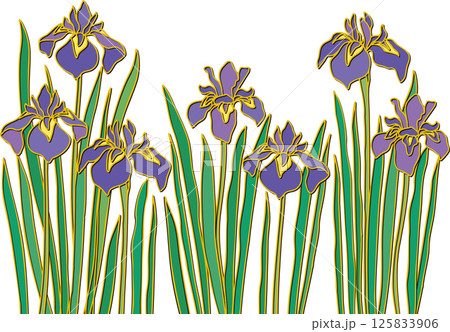 菖蒲の花 125833906