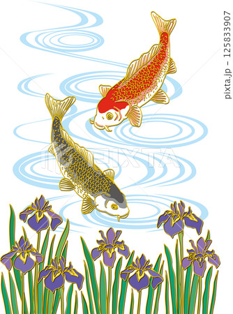 菖蒲の花と鯉二匹_水面あり_黒い鯉下向き_赤い鯉下向き 125833907