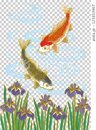 菖蒲の花と鯉二匹_水面あり_黒い鯉下向き_赤い鯉下向き 125833907