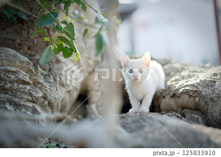 4月、白い仔猫がいる風景 125833910