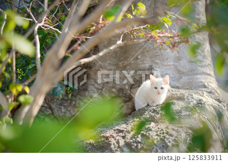 4月、白い仔猫がいる風景 125833911