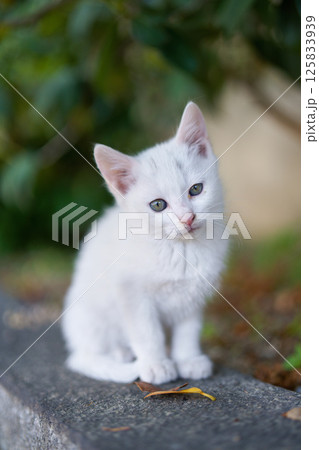 4月、活発になりだす仔猫 4月、活発になりだす仔猫 125833939