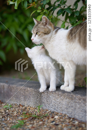 4月、親猫に甘える仔猫 4月、親猫に甘える仔猫 125833940