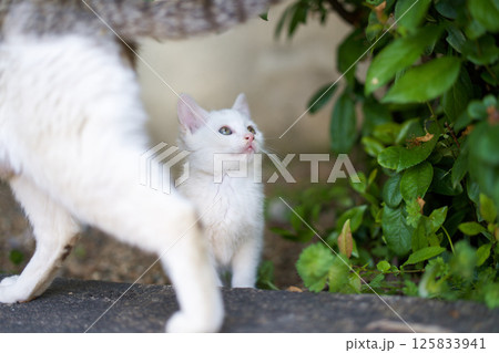 4月、活発になりだす仔猫 125833941
