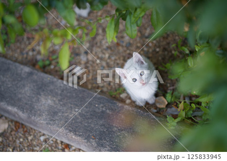 4月、活発になりだす仔猫 4月、活発になりだす仔猫 125833945