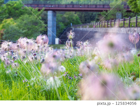 神奈県立秦野戸川公園に植栽されている絶滅危惧種の幻の山野草のおきな草の綿毛が光り輝いている様子 125834056