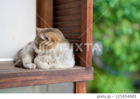 4月、リラックスする野良猫 4月、リラックスする野良猫 125834085