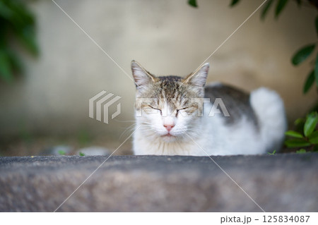 4月、リラックスする野良猫 4月、リラックスする野良猫 125834087