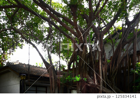 愛し台湾(廃墟となった大日本製塩会社をガジュマルの樹木が覆いかぶる。)台南市「安平樹屋」ツリーハウス 愛し台湾(廃墟となった大日本製塩会社をガジュマルの樹木が覆いかぶる。)台南市「安平樹屋」ツリーハウス 125834141