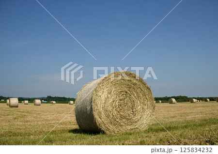 草ロール 十勝 草ロール 十勝 125834232