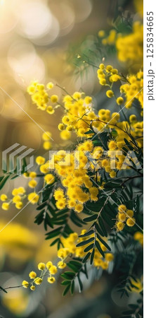 Sunny Yellow Mimosa Flowers in Glass Vase Indoors Sunny Yellow Mimosa Flowers in Glass Vase Indoors 125834665