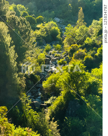 stream flows in the middle of the green forest stream flows in the middle of the green forest 125834797