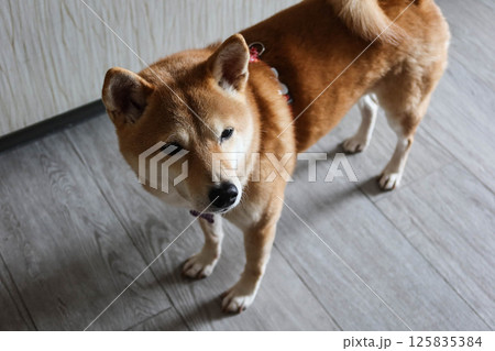 A Shiba Inu dog from a high-angle perspective, looking upwards with a slightly inquisitive expression. The dog has a reddish-orange coat with white markings on its chest and paws taken in a room 125835384