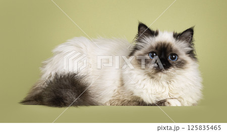 Sacred Birman cat on green background Sacred Birman cat on green background 125835465