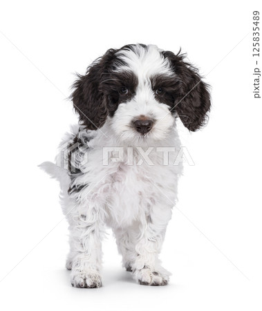 Labradoodle pup on white Labradoodle pup on white 125835489