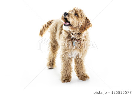 Golden Labradoodle dog isolated on white background 125835577