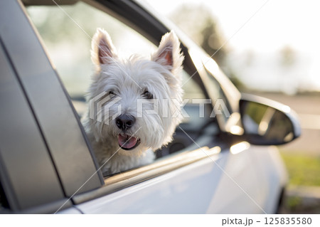 west highland white terrier a very good looking dog west highland white terrier a very good looking dog 125835580
