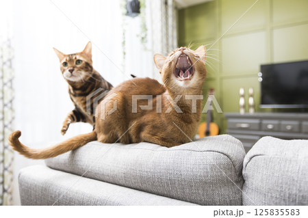 Cats in the living room on the couch 125835583