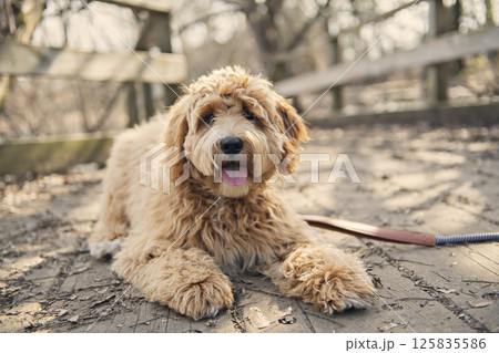 Golden Labradoodle dog outside in fall season 125835586