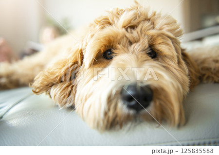 Golden Labradoodle dog at home on the sofa 125835588