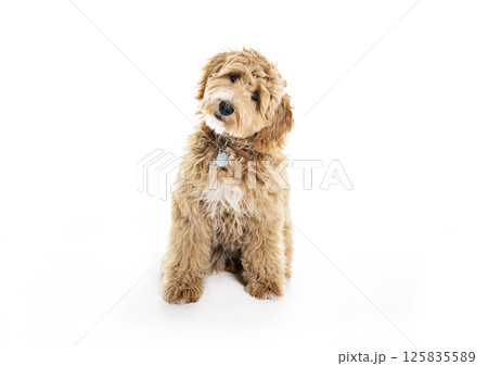 Golden Labradoodle dog isolated on white background Golden Labradoodle dog isolated on white background 125835589