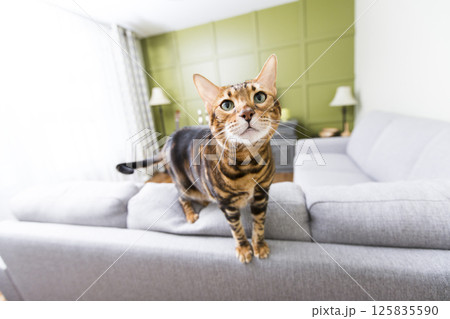 Cat in the living room on the couch Cat in the living room on the couch 125835590