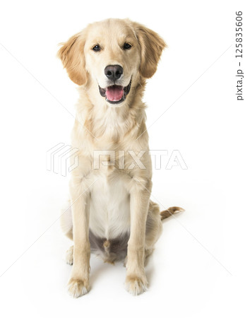 beautiful young Golden Retriever Portrait isolated on white beautiful young Golden Retriever Portrait isolated on white 125835606