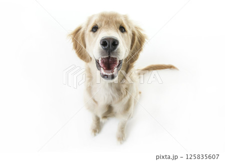 beautiful young Golden Retriever Portrait isolated on white beautiful young Golden Retriever Portrait isolated on white 125835607