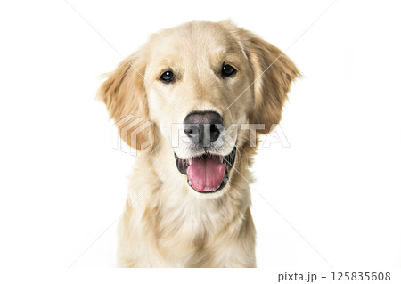 beautiful young Golden Retriever Portrait isolated on white beautiful young Golden Retriever Portrait isolated on white 125835608