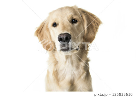 beautiful young Golden Retriever Portrait isolated on white beautiful young Golden Retriever Portrait isolated on white 125835610