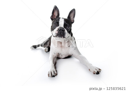Boston Terrier, standing in front of white background 125835621