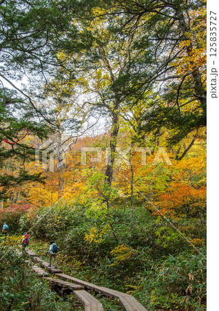 燃える秋 紅葉に色づく尾瀬 燃える秋 紅葉に色づく尾瀬 125835727