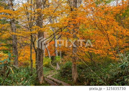 燃える秋 紅葉に色づく尾瀬 燃える秋 紅葉に色づく尾瀬 125835730