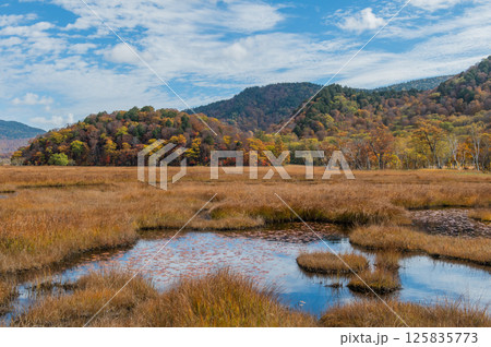 燃える秋 紅葉に色づく尾瀬 燃える秋 紅葉に色づく尾瀬 125835773