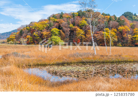 燃える秋 紅葉に色づく尾瀬 燃える秋 紅葉に色づく尾瀬 125835780