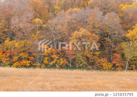 燃える秋 紅葉に色づく尾瀬 燃える秋 紅葉に色づく尾瀬 125835795
