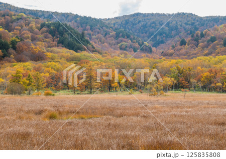 燃える秋 紅葉に色づく尾瀬 燃える秋 紅葉に色づく尾瀬 125835808