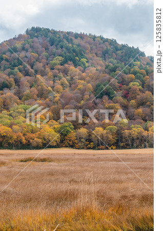 燃える秋 紅葉に色づく尾瀬 燃える秋 紅葉に色づく尾瀬 125835812
