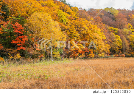 燃える秋 紅葉に色づく尾瀬 燃える秋 紅葉に色づく尾瀬 125835850