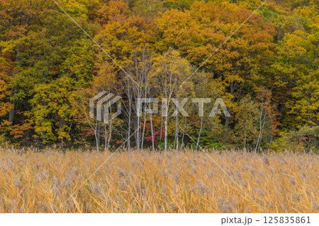 燃える秋 紅葉に色づく尾瀬 燃える秋 紅葉に色づく尾瀬 125835861