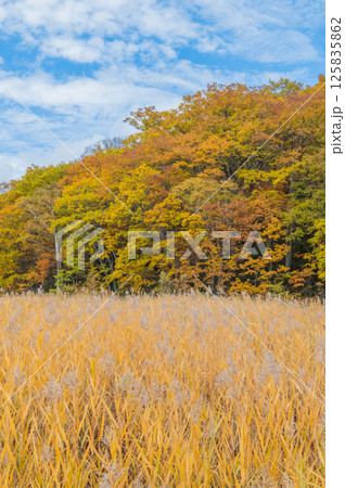 燃える秋 紅葉に色づく尾瀬 燃える秋 紅葉に色づく尾瀬 125835862