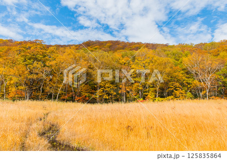 燃える秋 紅葉に色づく尾瀬 燃える秋 紅葉に色づく尾瀬 125835864