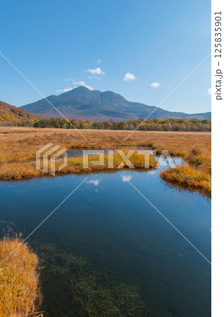 燃える秋　紅葉に色づく尾瀬 125835901