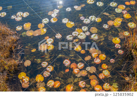 燃える秋　紅葉に色づく尾瀬 125835902