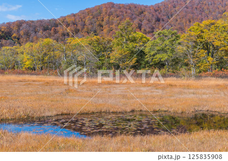 燃える秋 紅葉に色づく尾瀬 燃える秋 紅葉に色づく尾瀬 125835908