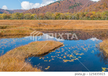 燃える秋 紅葉に色づく尾瀬 燃える秋 紅葉に色づく尾瀬 125835915