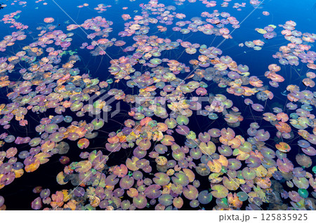 燃える秋 紅葉に色づく尾瀬 燃える秋 紅葉に色づく尾瀬 125835925